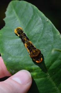 Papilio astyalus pallas (Papillionidae -- the swallowtail butterfly family)