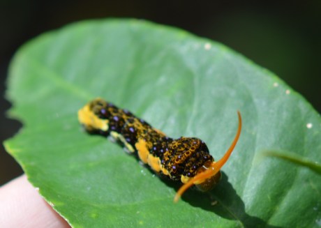 PV14 06-05-14 NIKON (267) - CROP