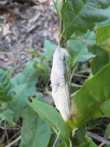 PV14 07-17-14 (13122)