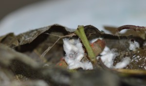 Hymenoptera parasitoid pupae on the body of a Cephis aelius caterpillar (Hesperiidae)
