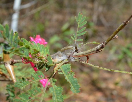 The caterpillar is in the middle of the photo and reddish brown with a couple of black spots