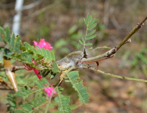 The caterpillar is in the middle of the photo and reddish brown with a couple of black spots