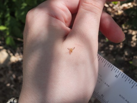 You think I'm joking? That fly's not getting identified without a microscope.