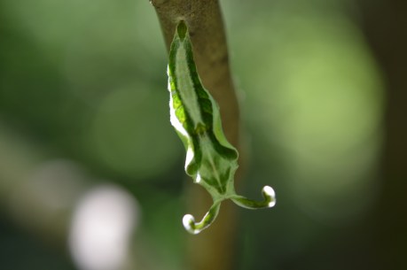 PV16 06-04-2016 NIKON (4017)