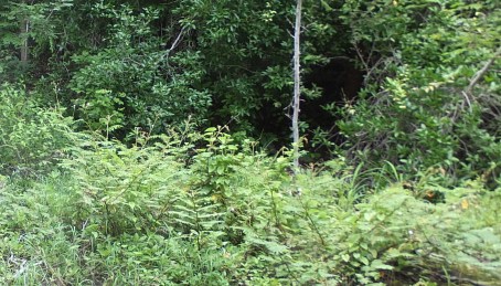 PV16 06-13-2016 (26208) CROP