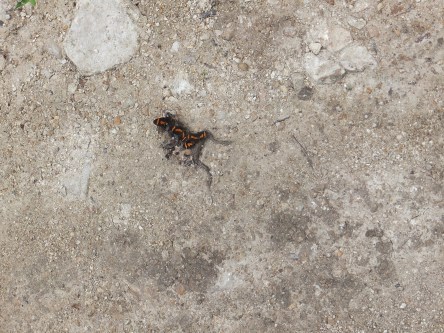 PV16 06-25-2016 (28544)