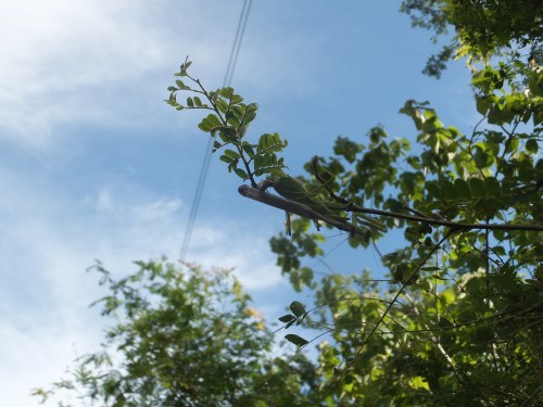 PV16 06-29-2016 (29340)