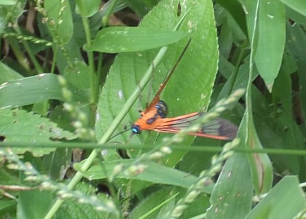 PV16 07-04-2016 (30374) CROP