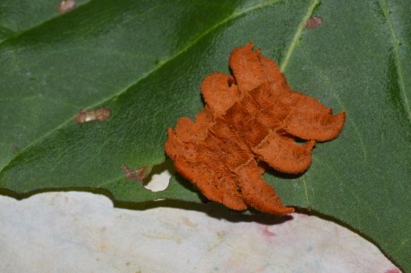 PV16 07-15-2016 NIKON (4484)