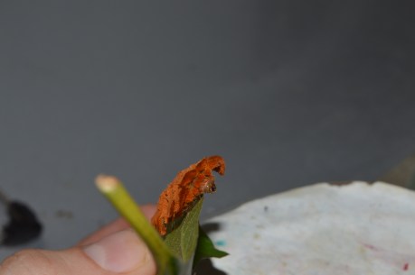 PV16 07-15-2016 NIKON (4487)