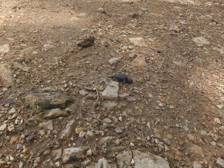 PV17 05-25-2017 (34926)