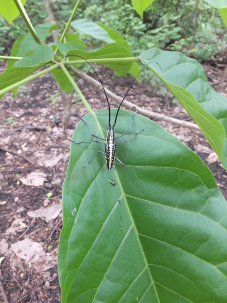 PV17 05-27-2017 (34959)