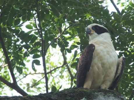 PV17 06-08-2017 CROP 1