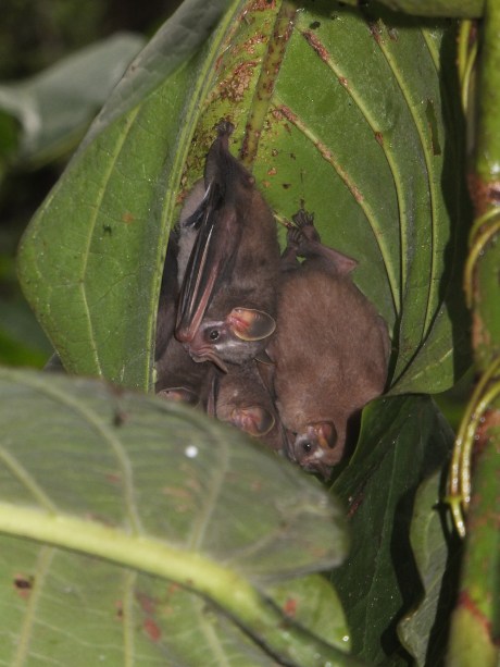 PV17 06-17-2017 (35250)