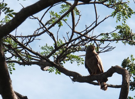 PV 06-15-13 014 - CROP