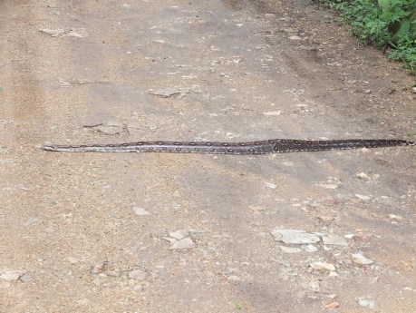 PV17 07-08-2017 (35521)