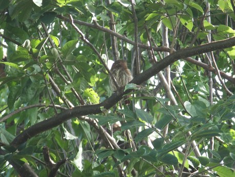 PV17 07-20-2017 (35622)