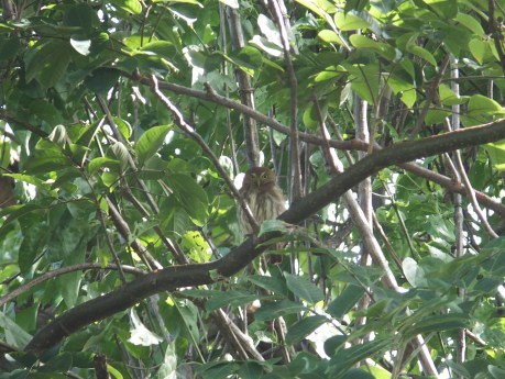 PV17 07-20-2017 (35623)