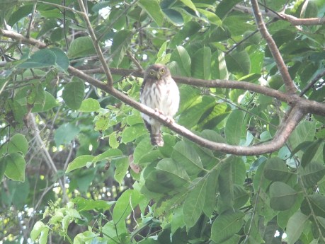 PV17 07-20-2017 (35626)