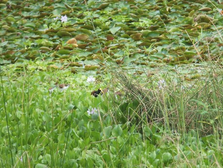 PV17 07-25-2017 (35665)